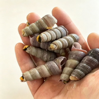 Fresh Raw Tower Snails