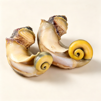 Frozen Conch Meat