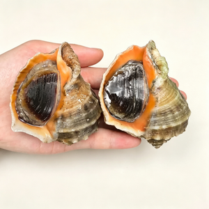 Shellfish