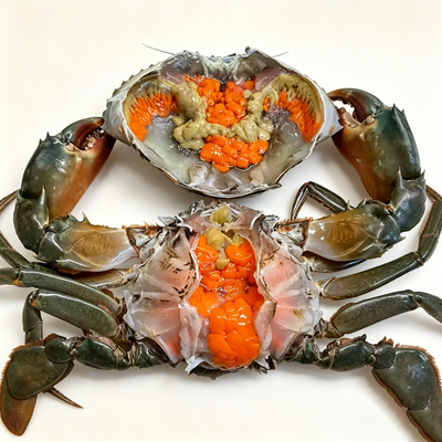 Live Male Mud Crab