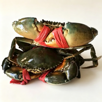 Live Male Mud Crab